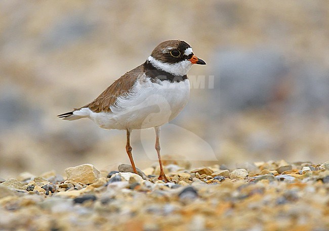 The Semipalmated Plover breeds in the northern part of North America. stock-image by Agami/Eduard Sangster,