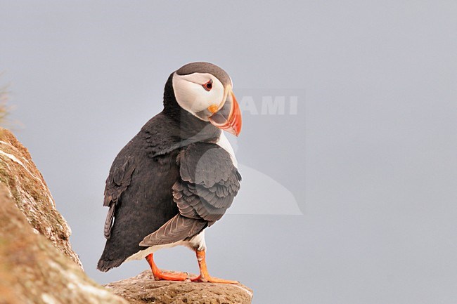  stock-image by Agami/Rob Riemer,