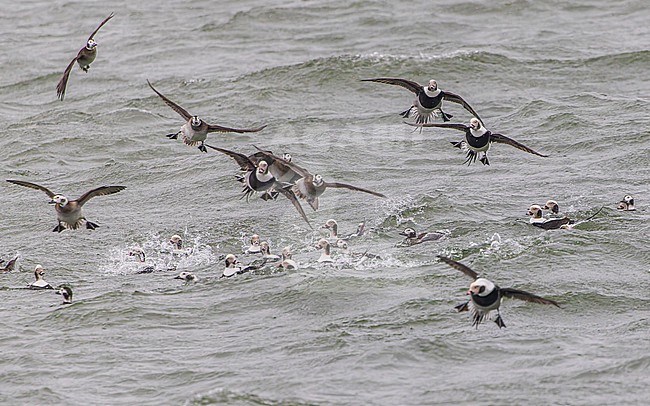Large flock of Long-tailed Duck (Clangula hyemalis), male and female, winter plumage, swimming and flying on the sea. stock-image by Agami/Lennart Verheuvel,