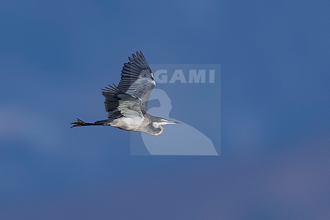 Immature Black-headed Heron (Ardea melanocephala) flying over Mindelo sewage ponds, Mindelo, Sao Vicente, Cape Verde. stock-image by Agami/Vincent Legrand,