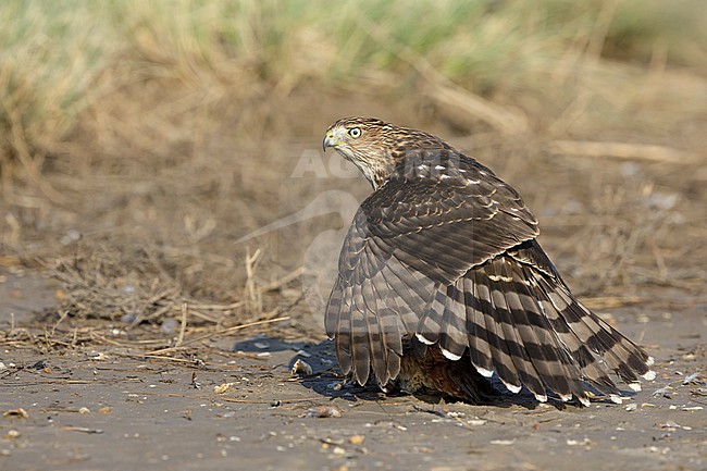 Immature Cooper's Hawk (Accipiter cooperii)  sitting on top of a caught prey in Chambers County, Texas, USA. Shielding its kill from rivals. stock-image by Agami/Brian E Small,