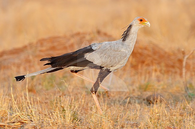 Secreatarybird (Sagittarius serpentarius), side view of an adult walking in the savannah, Mpumalanga, South Africa stock-image by Agami/Saverio Gatto,