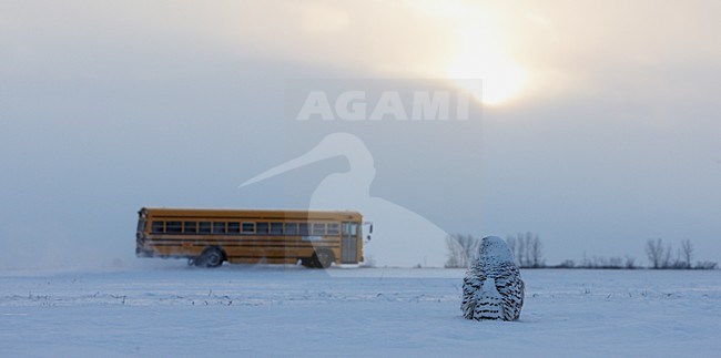 Sneeuwuil kijkend naar de schoolbus; Snowy Owl (Nyctea scandiaca) Canada February 2010 stock-image by Agami/Markus Varesvuo,