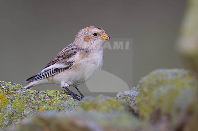 Snow bunting (Plectrophenax nivalis) standing on a rock, with rocks as background. stock-image by Agami/Sylvain Reyt,