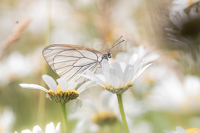 Black-veined White, Groot Geaderd Witje, Aporia crataegi stock-image by Agami/Wil Leurs,