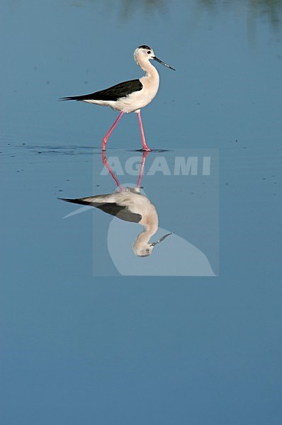 Steltkluut voedsel zoekend Lesbos Griekenland, Black-winged Stilt foraging Lesvos Greece stock-image by Agami/Wil Leurs,