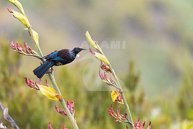 Chatham Island Tui (Prosthemadera novaeseelandiae chathamensis) on mainland Chatham Island off New Zealand. Foraging on tropical flowers in the rain. stock-image by Agami/Marc Guyt,