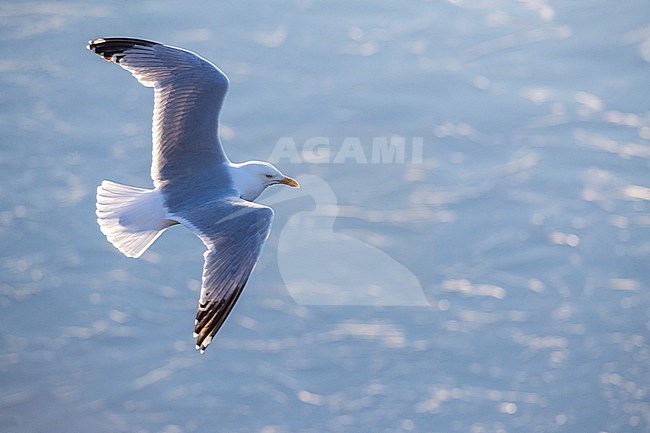 Adult European Herring Gull (Larus argentatus) in Katwijk, Netherlands. stock-image by Agami/Marc Guyt,