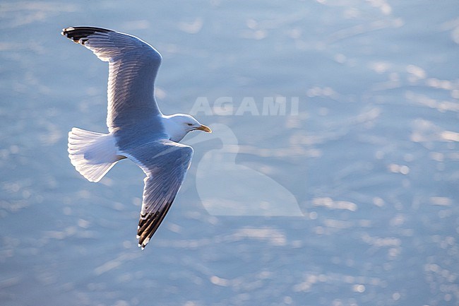 Adult European Herring Gull (Larus argentatus) in Katwijk, Netherlands. stock-image by Agami/Marc Guyt,