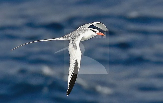 The Red-billed Tropicbird is one of the most beautiful seabirds on our planet. There are three species of tropicbirds: Red-billed, Red-tailed and White-tailed. stock-image by Agami/Eduard Sangster,