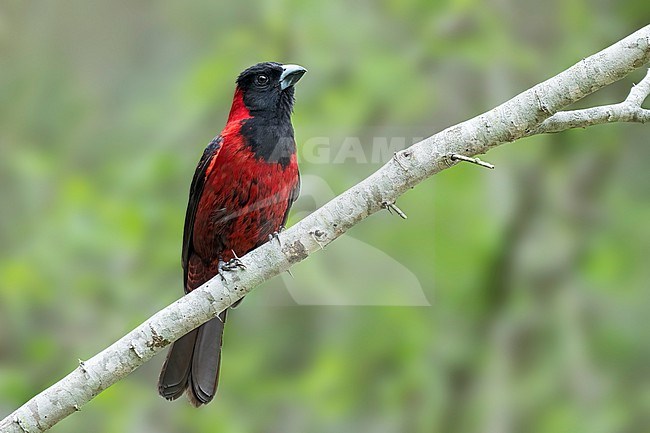 Adult male
Nuevo Leon, Mexico
May 2022 stock-image by Agami/Brian E Small,