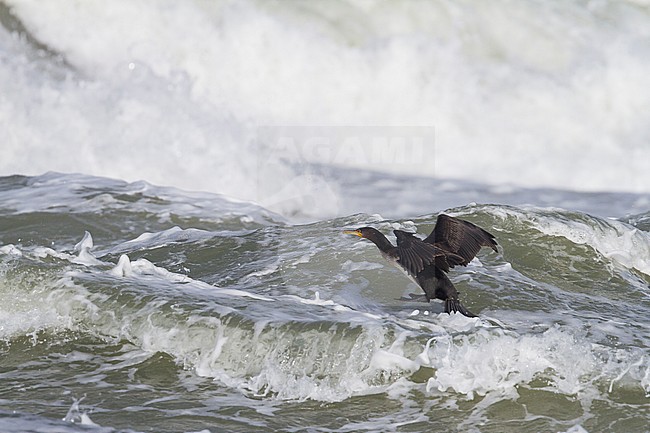 Common Great Cormorant - Kormoran - Phalacrocorax carbo ssp. sinensis, Germany stock-image by Agami/Ralph Martin,