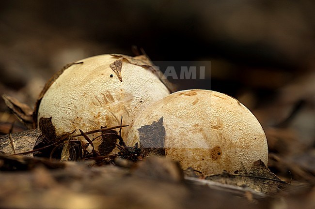 Duivelsei; Stinkhorn; stock-image by Agami/Walter Soestbergen,