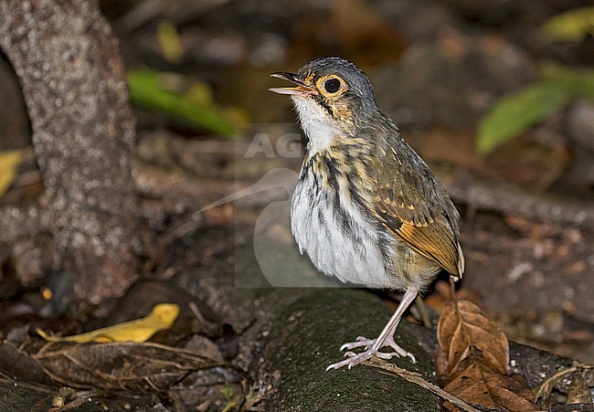 Streak-chested Antpitta (Hylopezus perspicillatus) in Costa Rica. stock-image by Agami/Pete Morris,