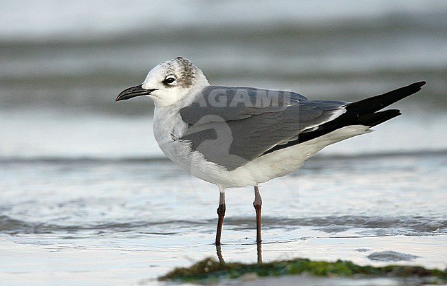 Adult non-breeding
Pinellas Co., FL
February 2006 stock-image by Agami/Brian E Small,
