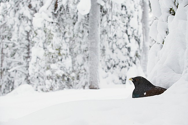 Capercaillie (Tetrao urogallus) Kuusamo Finland January 2013 stock-image by Agami/Markus Varesvuo,