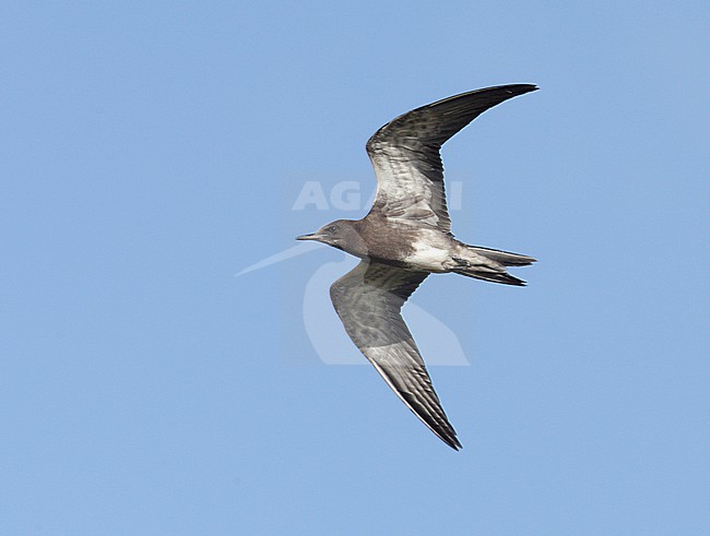 Juveniele Bonte Stern in vlucht; Juvenile Sooty Tern in flight stock-image by Agami/Mike Danzenbaker,