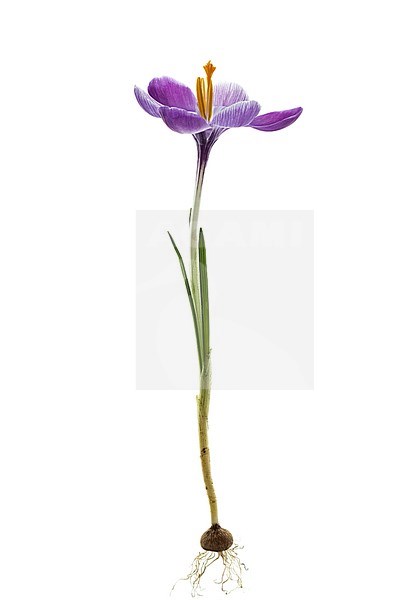 Spring Crocus, Crocus vernus stock-image by Agami/Wil Leurs,