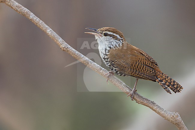 Banded Wren (Thryophilus pleurostictus) stock-image by Agami/Dubi Shapiro,