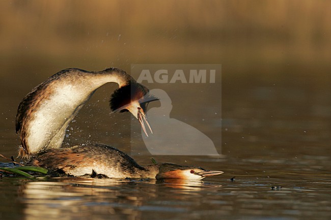 Futen parend; Great Crested Grebes mating stock-image by Agami/Menno van Duijn,