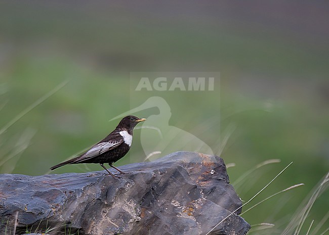 Adult male Ring Ouzel (Turdus torquatus amicorum), subspecies known as Caucasian Ring Ouzel. Side view of bird perched on a rock. stock-image by Agami/Kari Eischer,