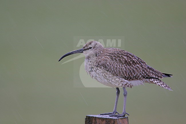 Regenwulp zittend op een paal; Eurasian Wimbrel perched on a pole stock-image by Agami/Menno van Duijn,
