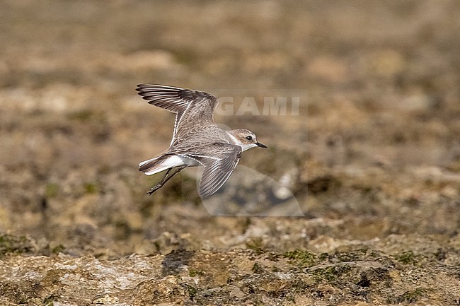 Kentish Plover (Charadrius alexandrinus) in flight on a beach in Mogadishu, Somalia. stock-image by Agami/David Monticelli,