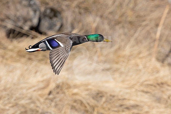 Mallard (Anas platyrhynchos), side view of an adult male in flight, Northeastern Region, Iceland stock-image by Agami/Saverio Gatto,