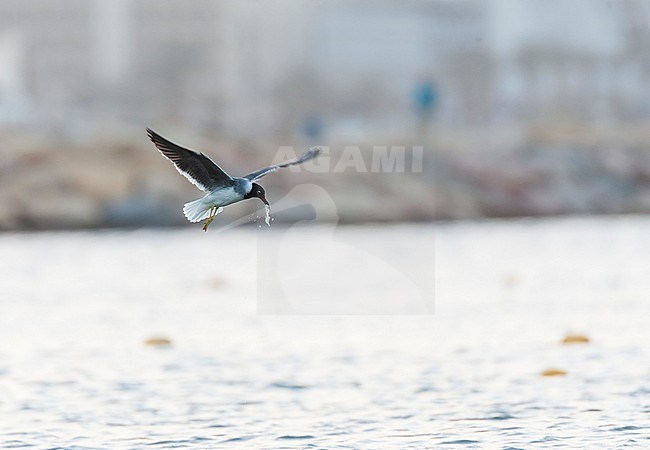 Adult White-eyed Gull (Ichthyaetus leucophthalmus) coming to roost at disk off Eilat, Israel. stock-image by Agami/Marc Guyt,