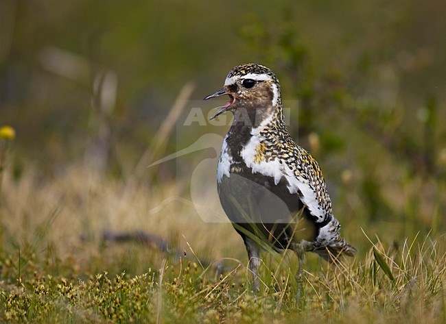 Goudplevier roepend vanaf de grond; Golden Plover calling from the ground stock-image by Agami/Markus Varesvuo,