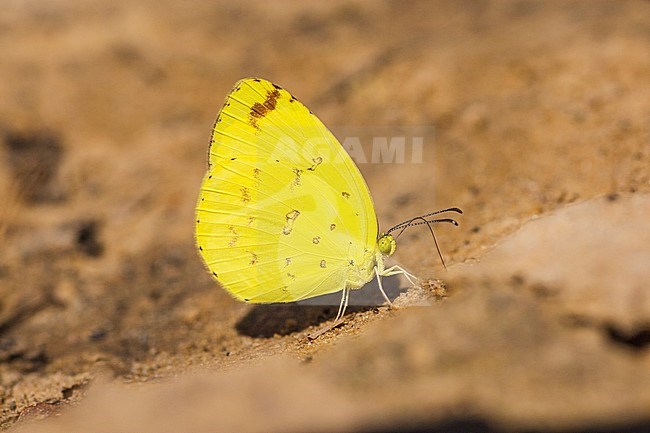 Gewoon grasgeeltje, Common Grass Yellow stock-image by Agami/Arie Ouwerkerk,