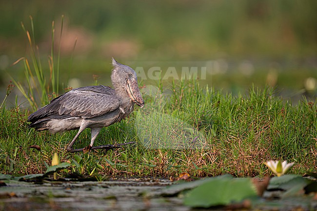 Shoebill or Whale-headed Stork (Balaeniceps rex) stalks in the swamps of Lake Albert in Uganda at the border to Congo stock-image by Agami/Mathias Putze,