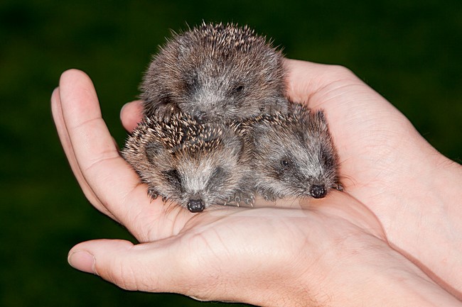 Jonge West Europese egels, West European Hedgehog young stock-image by Agami/Theo Douma,