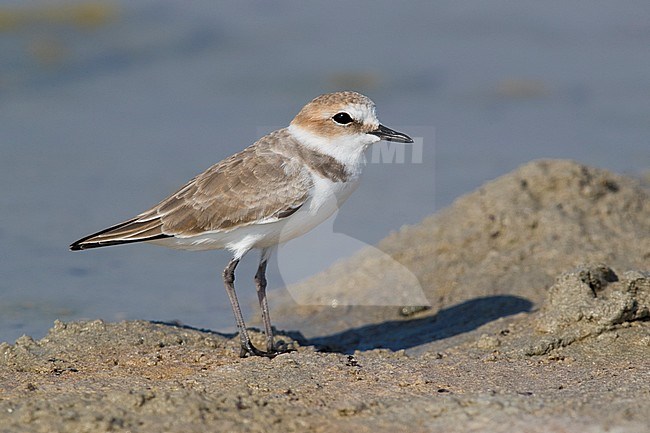 Kentish Plover (Charadrius alexandrinus), adult female standing on the mud in Oman stock-image by Agami/Saverio Gatto,