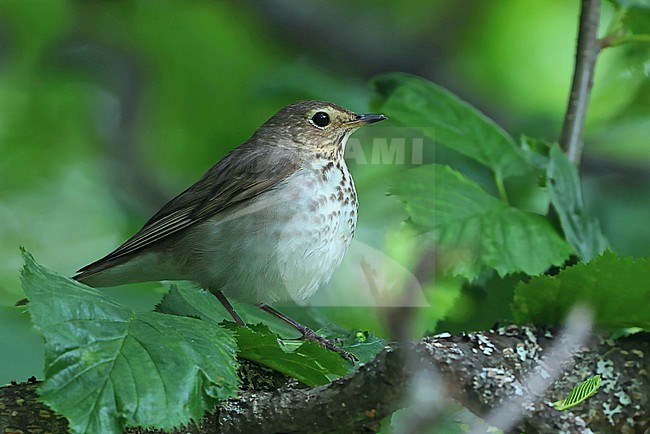 Swainson's Thrush  (Catharus ustulatus ) taken the 17/06/2022 at Anchorage - Alaska - USA stock-image by Agami/Aurélien Audevard,