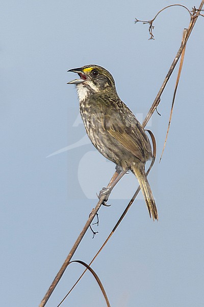 Adult (Cape Sable race)
Miami-Dade Co., FL
April 2007 stock-image by Agami/Brian E Small,
