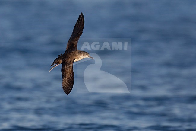 Yelkouanpijlstormvogel in de vlucht; Yelkouan Shearwater in flight stock-image by Agami/Daniele Occhiato,