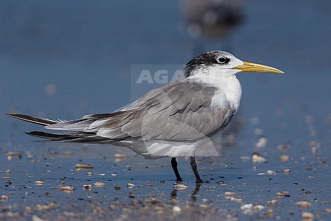 Greater Crested Tern (Thalasseus bergii), standing on a beach, Liwa, Al-Batinah, Oman stock-image by Agami/Saverio Gatto,
