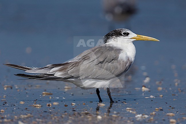 Greater Crested Tern (Thalasseus bergii), standing on a beach, Liwa, Al-Batinah, Oman stock-image by Agami/Saverio Gatto,