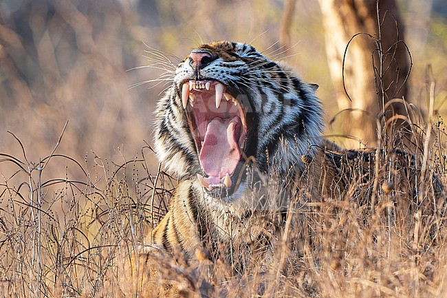 Bengal Tiger, Panthera tigris tigris, in India. stock-image by Agami/Dani Lopez-Velasco,