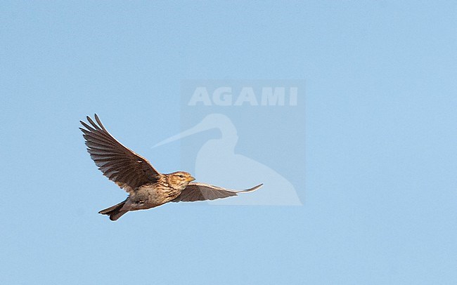 Lesser Short-toed Lark (Calandrella rufescens apetzii) flying over the Spanish steppes stock-image by Agami/Marc Guyt,