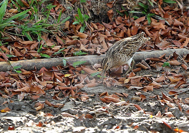 Swinhoe's Snipe (Gallinago megala) wintering in Singapore, foraging on open forest floor. stock-image by Agami/James Eaton,