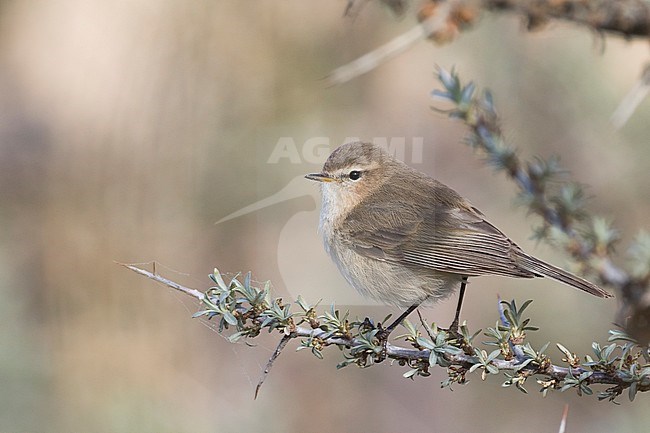 Mountain Chiffchaff (Phylloscopus sindianus sindianus), Tajikistan, adult perched on a branch stock-image by Agami/Ralph Martin,