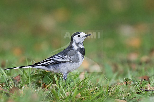 Rouwkwikstaart, Pied Wagtail, Motacilla (alba) yarelli, Great Britain stock-image by Agami/Ralph Martin,