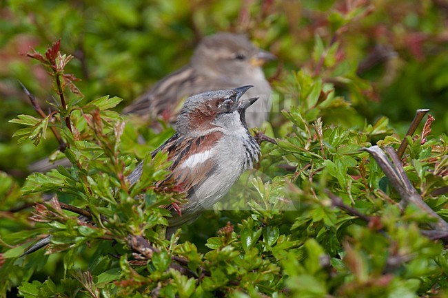 Baltsend mannetje Huismus in een heg; Male House Sparrow displaying in a hedge stock-image by Agami/Arnold Meijer,