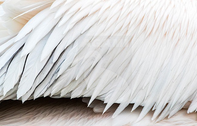 Detail of the wing of an adult Great White Pelican (Pelecanus onocrotalus) during late winter in Lake Kerkini, Greece. Showing beautiful breeding plumage feathers. stock-image by Agami/Marc Guyt,