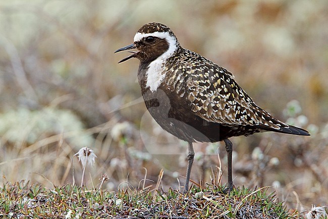 American Golden-Plover (Pluvialis dominica) on the tundra in Churchill, Manitoba, Canada. stock-image by Agami/Glenn Bartley,