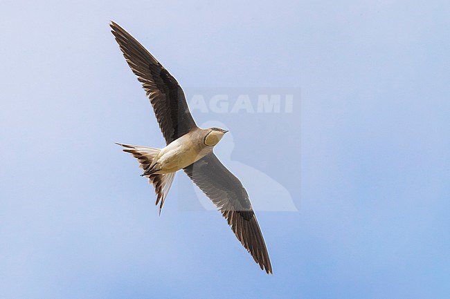 Vorkstaartplevier; Black-winged Pratincole; Glareola nordmanni stock-image by Agami/Daniele Occhiato,