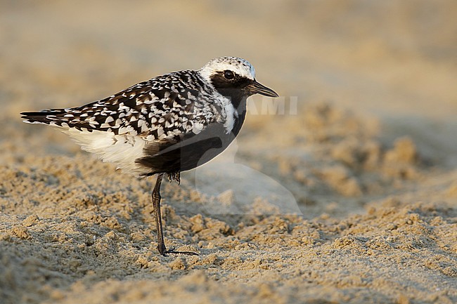 Adult breeding
Galveston Co., TX
April 2016 stock-image by Agami/Brian E Small,