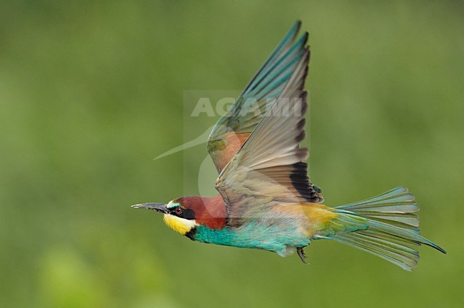 Bijeneter in de vlucht; European bee-eater in flight stock-image by Agami/Markus Varesvuo,